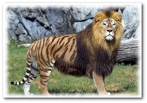 liger