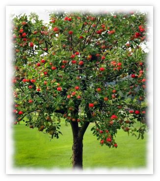 2022 12_fruit_tree